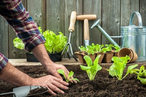 Gardener inspecting a residential lawn in Colindale