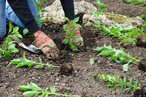 Team sorting garden waste at the start of a sustainable gardening project in Colindale