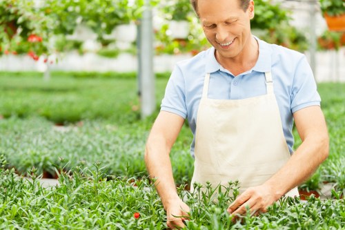 A man in a light blue shirt and beige apron is working in a lush, well-maintained garden, surrounded by various green plants and shrubs. He is carefully tending to a row of small, leafy plants, possibly herbs or vegetable seedlings, with a gentle smile suggesting enjoyment. The garden features a neatly trimmed lawn in the foreground, with a mix of soil and paving visible along the edges. In the background, there are taller bushes or hedges, and a greenhouse structure with translucent panels that allow natural light to illuminate the area. The scene appears to be set on a bright, partly sunny day, highlighting the vibrant green tones of the foliage and the natural textures of the garden. This outdoor space demonstrates elements typical of well-kept residential gardens in Colindale, suitable for professional gardening and landscaping services provided by Gardening Services Colindale, focusing on plant care and garden maintenance in NW London.