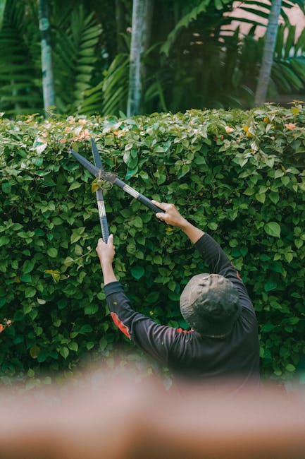A gardener using hedge shears to trim a dense, well-maintained shrub with small, glossy green leaves, situated along a garden border. The hedge forms a neat, vertical boundary between the lawn and the
