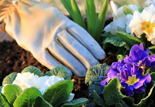 A close-up view of a garden bed in a residential outdoor space, featuring dark, rich soil with a variety of flowering plants and greenery. In the foreground, vibrant purple and white primroses with yellow centers are visible, surrounded by lush green leaves. A gardener's white glove can be seen gently placed among the plants, suggesting ongoing gardening or planting activity. The surrounding area includes dense foliage and flowering plants typical of a well-maintained garden in Colindale, with natural daylight illuminating the scene, highlighting the textures and colours of the flowers and leaves. This outdoor environment reflects typical garden elements such as flowering plants and soil beds, indicative of professional gardening services that focus on flower bed maintenance, planting, and general outdoor care in the local area.